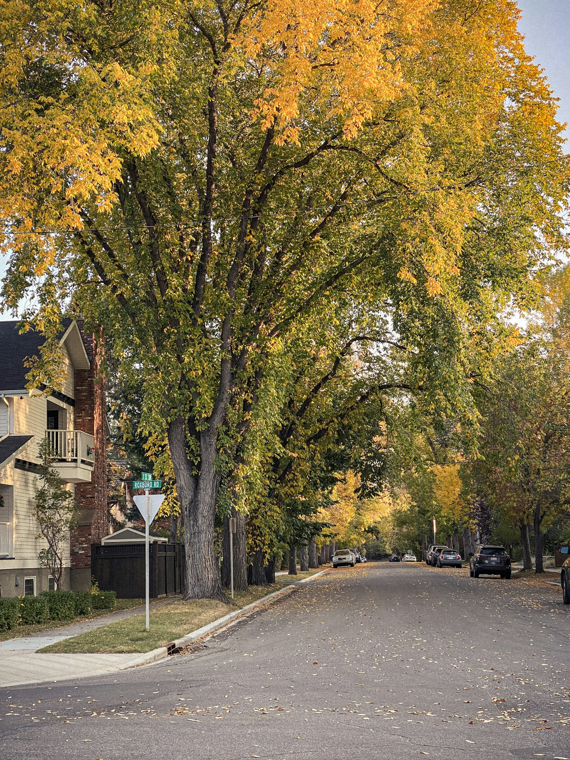 gray concrete road between trees and houses