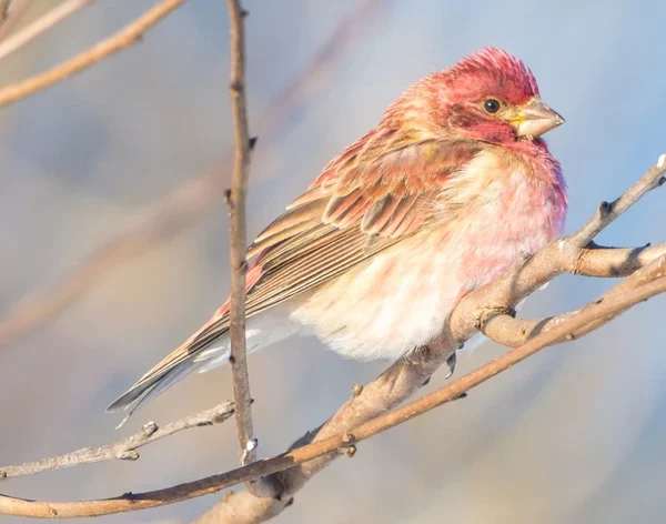 Purple Finch