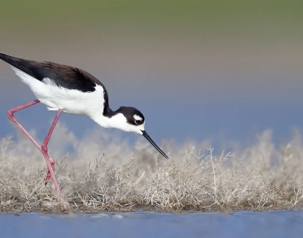 Black-necked Stilt