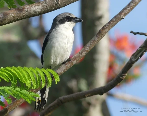 Loggerhead Shrike