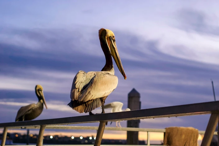 Brown Pelican